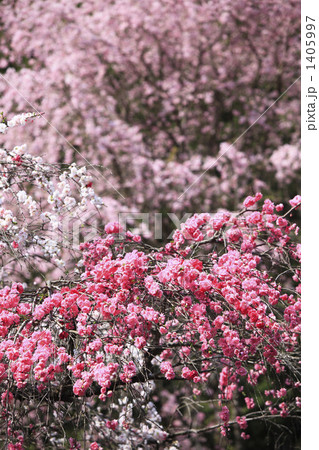花桃と桜の花 1405997
