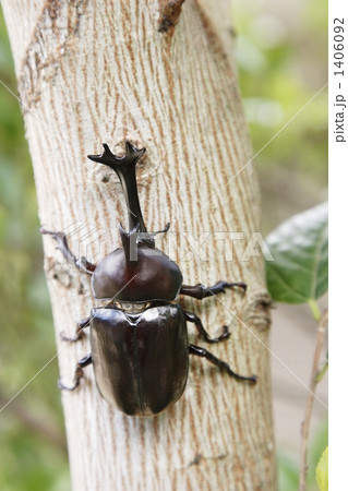 カブトムシ０５ 1406092