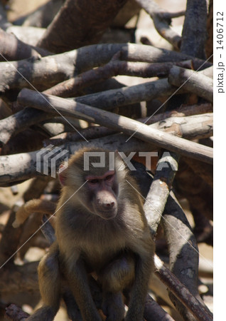 サル 1406712
