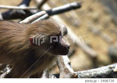 サル 1406716