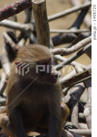 サル 1406720