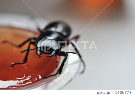 クワガタムシ エサのゼリーに乗る クワガタムシ エサのゼリーに乗る 1406778