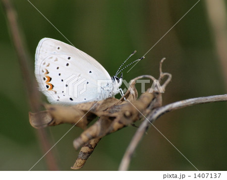 シジミチョウ 1407137
