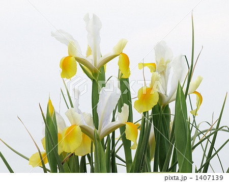 カキツバタ 1407139