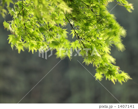 風に揺れる葉 1407141