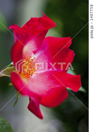 つる薔薇 つる薔薇 1407758