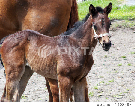 筋肉質の仔馬 1408287