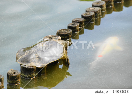 巨大スッポン 巨大スッポン 1408638