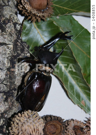 カブトムシ カブトムシ 1408855