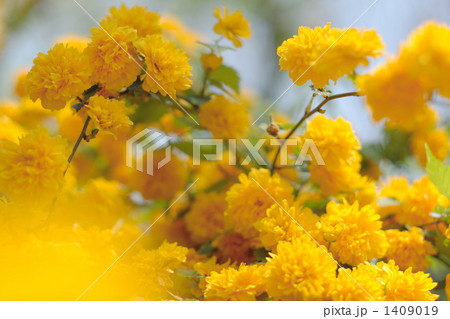 沢山の八重咲きの山吹草 1409019