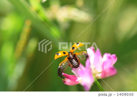レンゲ草から飛び立つナナホシテントウの後ろ姿 レンゲ草から飛び立つナナホシテントウの後ろ姿 1409030