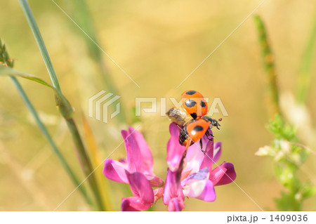 レンゲ草から飛び立つナナホシテントウ 1409036