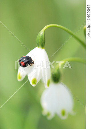 スノーフレークの花にとまっているナミテントウ 1409046