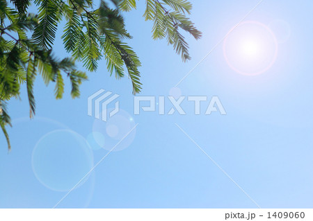 快晴の空にメタセコイアの葉とCGの太陽 1409060