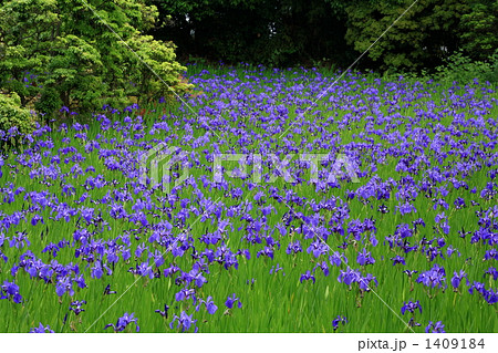 カキツバタ 1409184