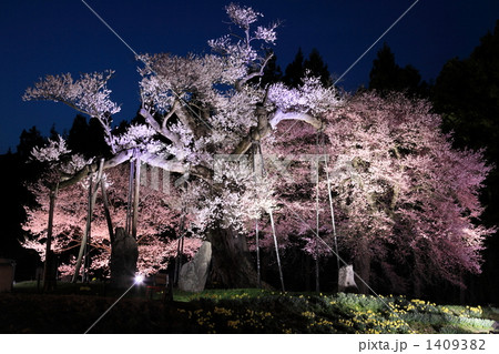 釜の越桜 1409382