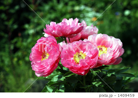 芍薬の花が可憐に咲く 芍薬の花が可憐に咲く 1409459