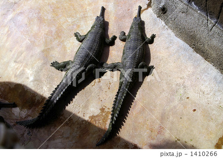 ワニの日向ぼっこ ワニの日向ぼっこ 1410266