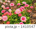 雛菊 1410547