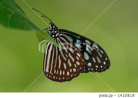 リュウキュウアサギマダラ リュウキュウアサギマダラ 1410819
