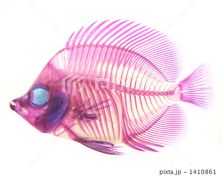 セグロチョウ透明標本 1410861