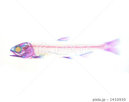 サケ稚魚透明標本の写真素材 [1410930] - PIXTA