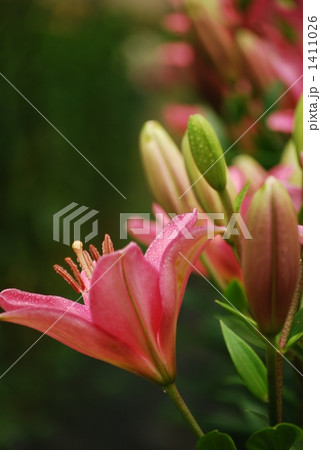 百合 百合 1411026