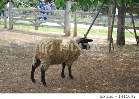 羊山公園の羊 羊山公園の羊 1411045