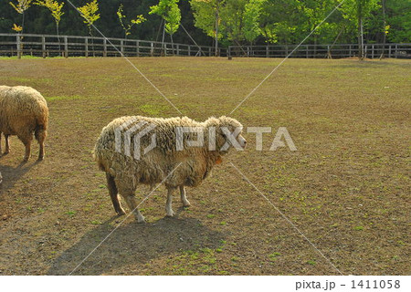 羊山公園の羊 1411058