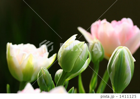 アンジェリケ 1411125