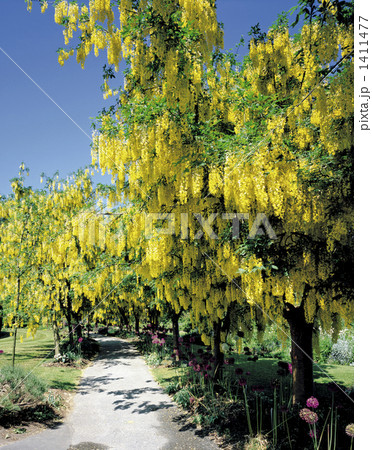黄花ふじのある公園 1411477