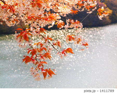 桜と湖面 桜と湖面 1411789