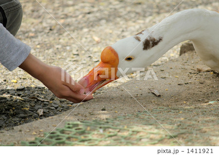 ガチョウに餌やり 1411921