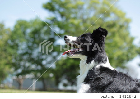 ボーダーコリー 横顔 犬の写真素材