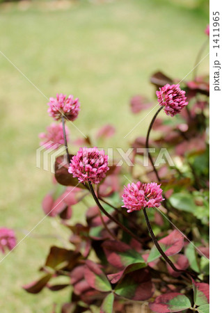 クローバーティントワイン 1411965