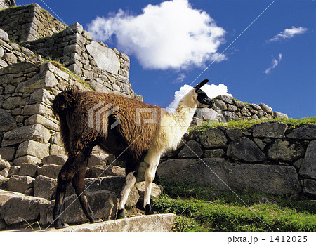 マチュピュツ遺跡のリャマ マチュピュツ遺跡のリャマ 1412025