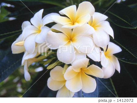 ブルメリア 1412072