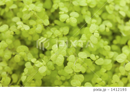 ソレイロリアの葉 1412193