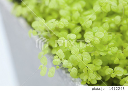 ソレイロリアの葉 ソレイロリアの葉 1412243