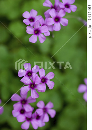 イモカタバミ イモカタバミ 1412463