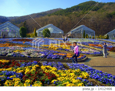 いろとりどりのパンジー 1412466