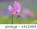 かたくりの花 1412469