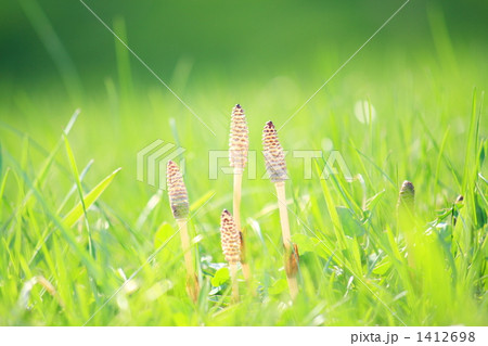 つくしの家族Ⅱ つくしの家族Ⅱ 1412698