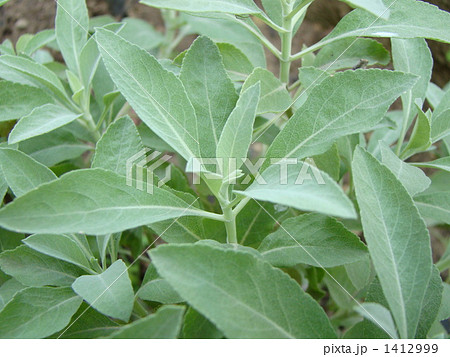 ホワイトセージ 1412999