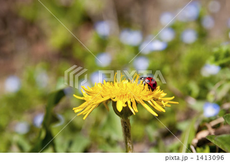 たんぽぽの花 たんぽぽの花 1413096