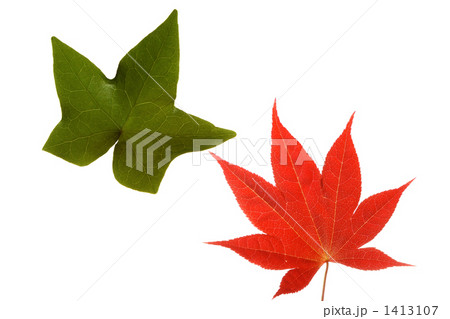 紅葉 紅葉 1413107