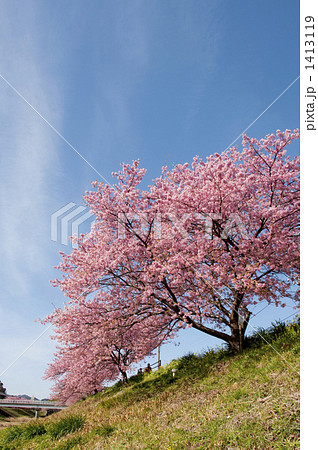川津桜 1413119