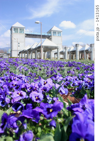 ぐんまフラワーパーク パークタワーの見える風景 ぐんまフラワーパーク パークタワーの見える風景 1413165