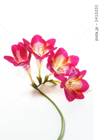 ピンクのフリージア 1413201