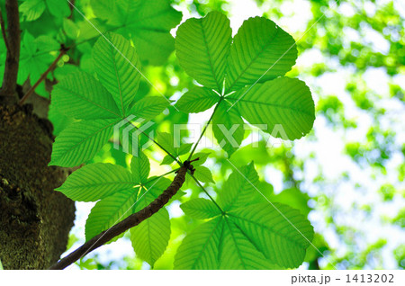 トチノキの若葉 1413202